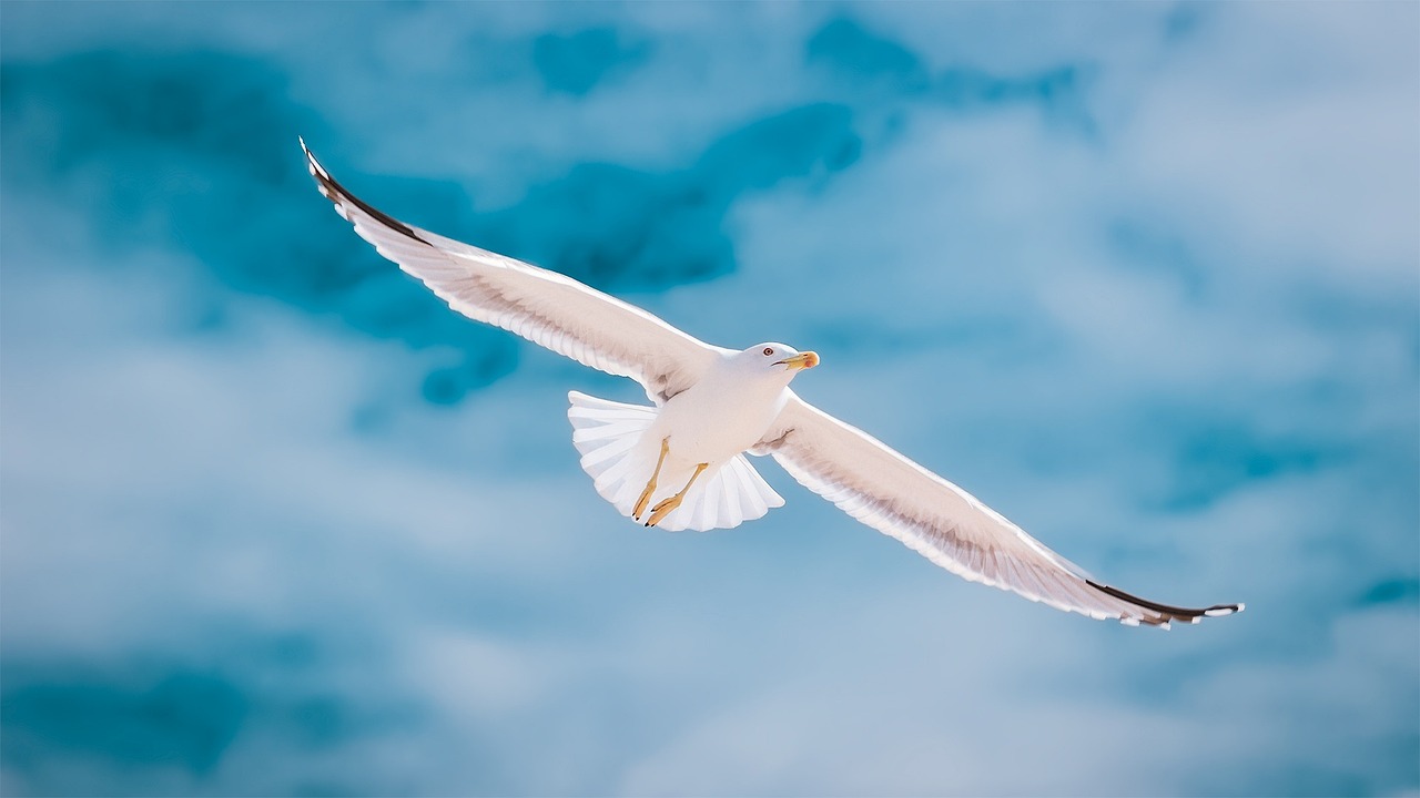 bird, seagull, ornithology-2444497.jpg